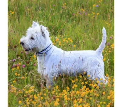 Canine Semen Analysis guide with SFT Veterinary standards, CASA system, Sperm Motility, Sperm Morphology, and Built-in heating stage for dog fertility